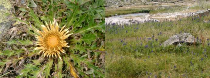 Disteln und Eisenhut