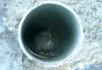 Kleine Eidechse im Entwässerungsrohr